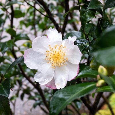 Image showing  3 gal. Camellia Sasanqua Daydream Believer
