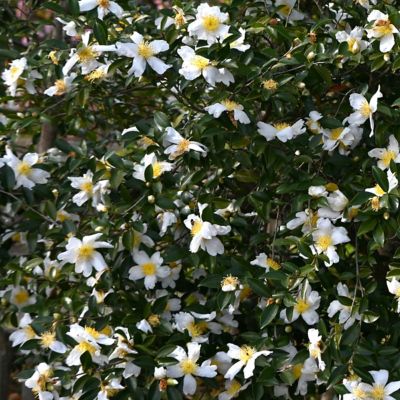 Image showing 5 th National Plant Network 3 gal. Camellia Sasanqua Daydream Believer