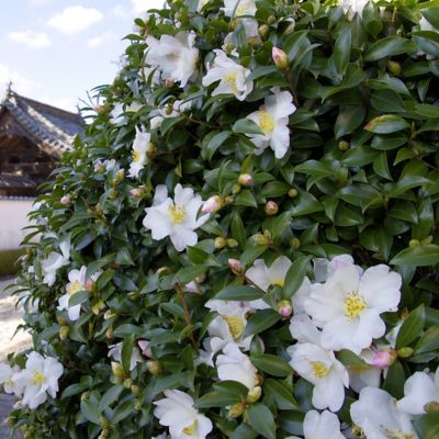 Image showing 8 th National Plant Network 3 gal. Camellia Sasanqua Daydream Believer