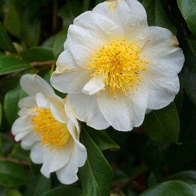 Image showing 9 th National Plant Network 3 gal. Camellia Sasanqua Daydream Believer