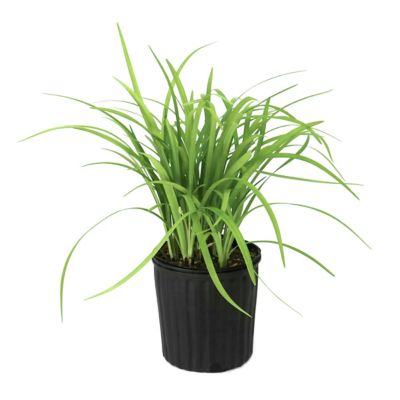 National Plant Network 1 gal. Liriope Emerald Goddess
