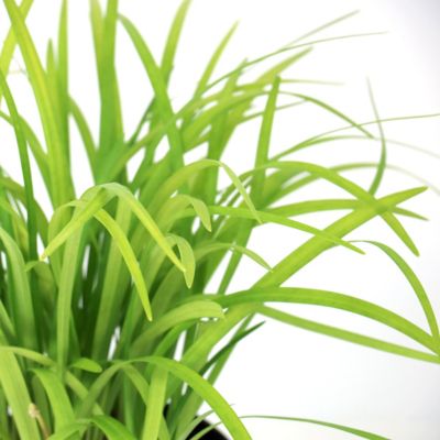 Image showing  1 gal. Liriope Emerald Goddess