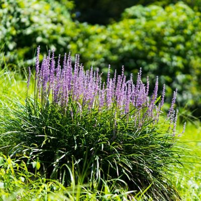 Image showing  1 gal. Liriope Emerald Goddess