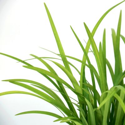 Image showing  1 gal. Liriope Emerald Goddess