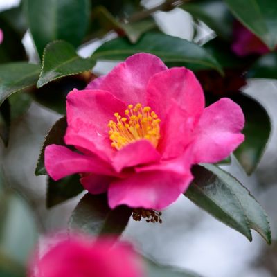 Image showing  1 gal. Camellia Sasanqua Kanjiro