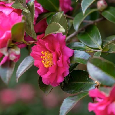 Image showing  1 gal. Camellia Sasanqua Kanjiro