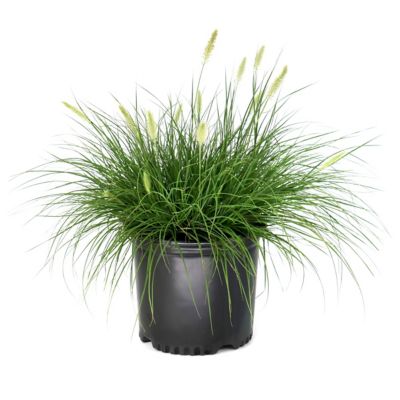National Plant Network 3 gal. Grass Hameln
