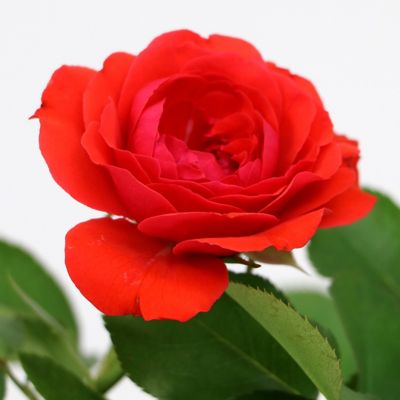 Image showing  3 gal. Rose Trumpeter Tree