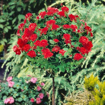 Image showing  3 gal. Rose Trumpeter Tree