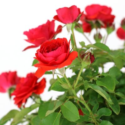 Image showing  3 gal. Rose Trumpeter Tree