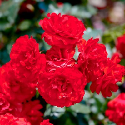 Image showing  3 gal. Rose Trumpeter Tree