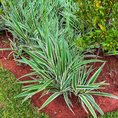 Image showing  3 gal. Dianella Flax Lilly