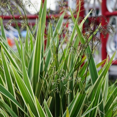 Image showing  3 gal. Dianella Flax Lilly
