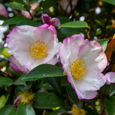 Image showing  1 gal. Camellia Sasanqua Northern Lights