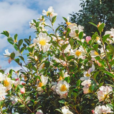 Image showing  1 gal. Camellia Sasanqua Northern Lights