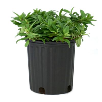 National Plant Network 1 gal. Veronica Royal Candles