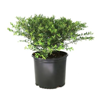 National Plant Network 3 gal. Ilex Taylor's Rudolph Dwarf Yaupon