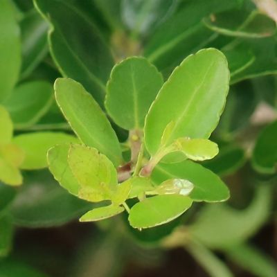 Image showing  3 gal. Ilex Taylor's Rudolph Dwarf Yaupon