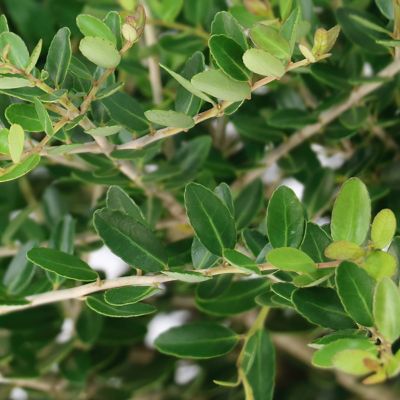 Image showing  3 gal. Ilex Taylor's Rudolph Dwarf Yaupon