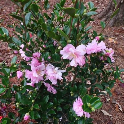 Image showing  1 gal. Camellia Sasanqua Pink Snow