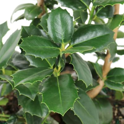 Image showing  3 gal. Ilex Auburn