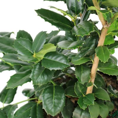 Image showing  3 gal. Ilex Auburn