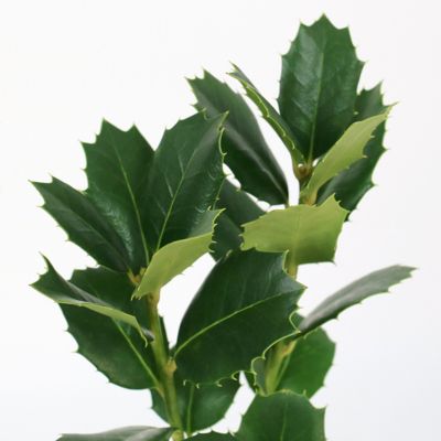 Image showing  3 gal. Ilex Auburn