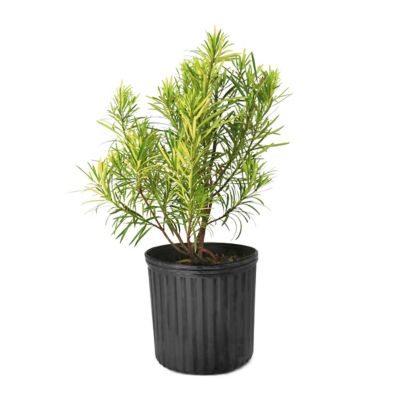 National Plant Network 3 gal. Japanese Yew Pringles Dwarf