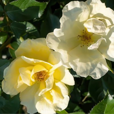 Image showing  2 gal. Rose Knockout Easy Bee-zy