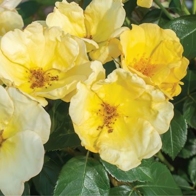 Image showing  2 gal. Rose Knockout Easy Bee-zy