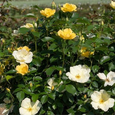 Image showing  2 gal. Rose Knockout Easy Bee-zy