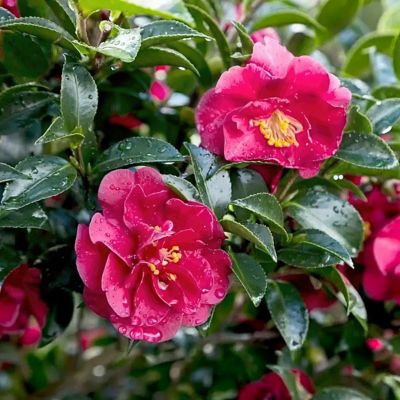 Image showing  1 gal. Camellia Sasanqua October Magic Ruby