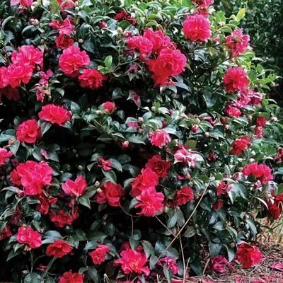 Image showing  1 gal. Camellia Sasanqua October Magic Ruby