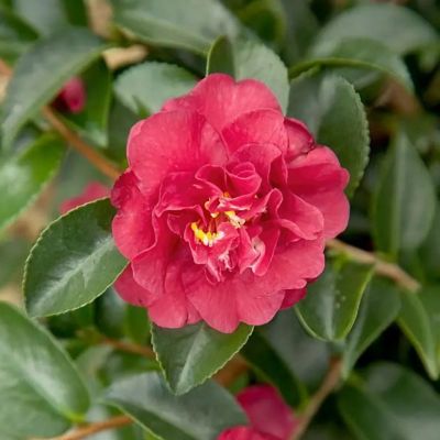 Image showing  1 gal. Camellia Sasanqua October Magic Ruby