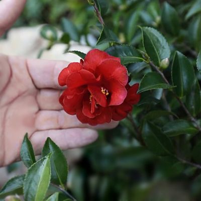 Image showing 5 th National Plant Network 1 gal. Camellia Sasanqua October Magic Ruby