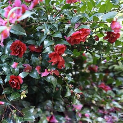 Image showing 6 th National Plant Network 1 gal. Camellia Sasanqua October Magic Ruby