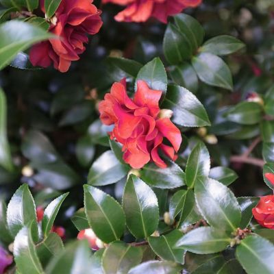 Image showing 7 th National Plant Network 1 gal. Camellia Sasanqua October Magic Ruby