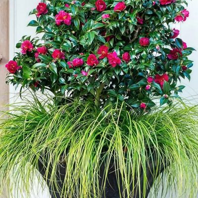 Image showing 8 th National Plant Network 1 gal. Camellia Sasanqua October Magic Ruby
