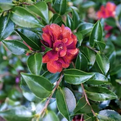 Image showing 9 th National Plant Network 1 gal. Camellia Sasanqua October Magic Ruby