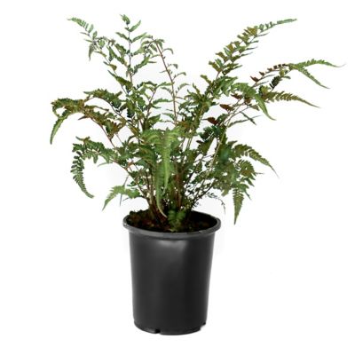 National Plant Network 1 gal. Fern Godzilla Painted