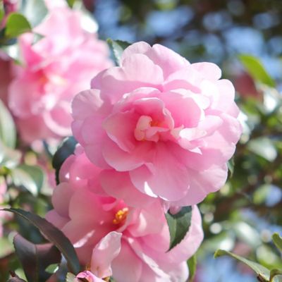 Image showing  3 gal. Camellia Sasanqua Dream Weaver
