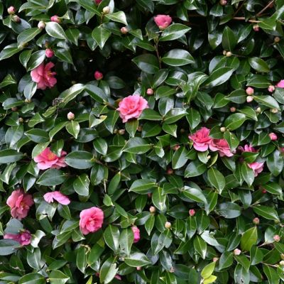 Image showing  3 gal. Camellia Sasanqua Dream Weaver