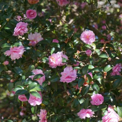 Image showing  3 gal. Camellia Sasanqua Dream Weaver