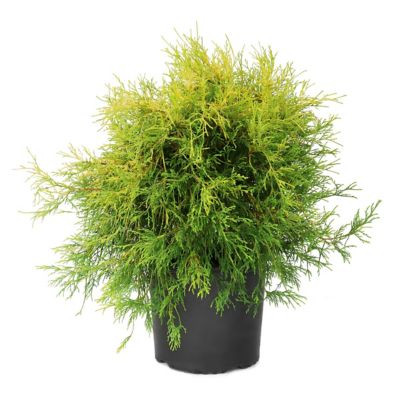 National Plant Network 3 gal. Chamaecyparis Kings Gold