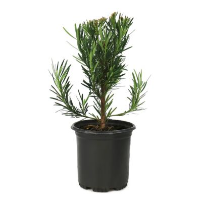 National Plant Network 1 gal. Podocarpus Maki