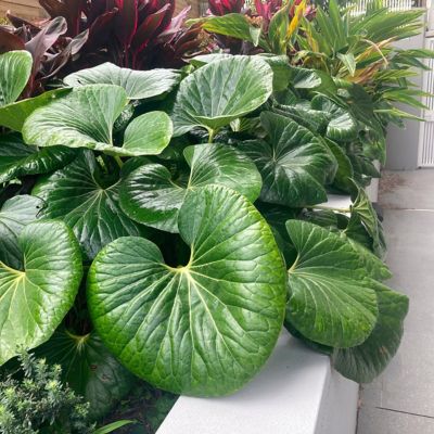 Image showing  1 gal. Farfugium Giganteum Tractor Seat