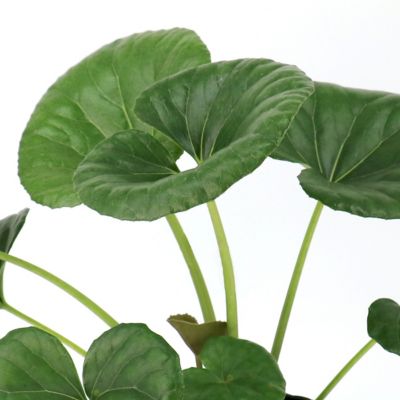 Image showing  1 gal. Farfugium Giganteum Tractor Seat