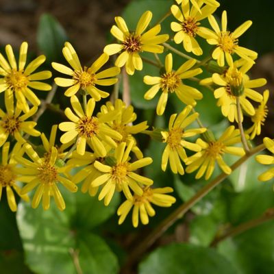 Image showing  1 gal. Farfugium Giganteum Tractor Seat