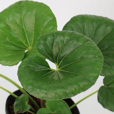 Image showing  1 gal. Farfugium Giganteum Tractor Seat