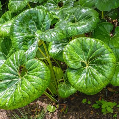 Image showing 5 th National Plant Network 1 gal. Farfugium Giganteum Tractor Seat